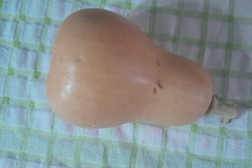 Butternut
